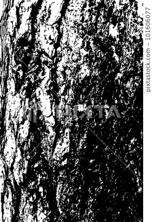 Pine tree bark texture 101606077