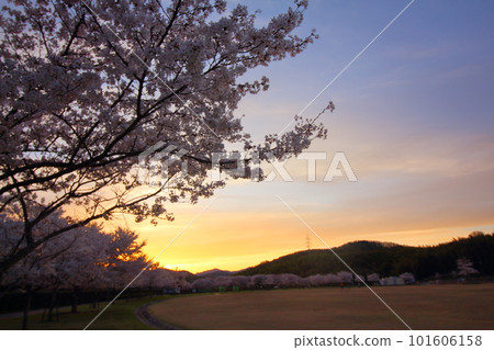 映照在夕陽下的美麗櫻花 101606158
