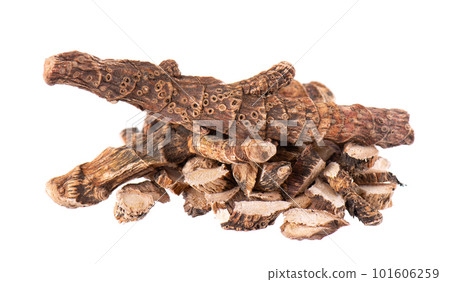 Calamus root isolated on white background. Sweet flag, sway or muskrat root, vasambu. Dry root of Acorus calamus. 101606259