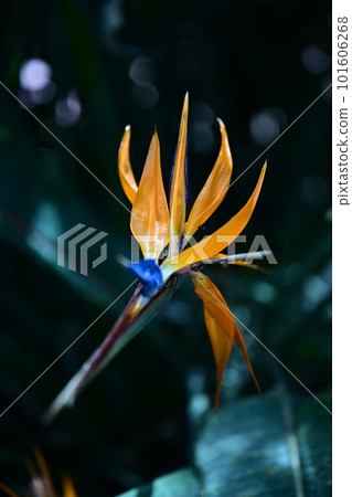 Strelitzia in the rain Strelitzia in the rain 101606268