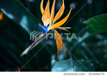 Stretia Stretia 101606270