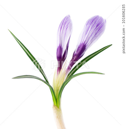 Crocus flower isolated on white background. Close up of saffron flower. 101606285