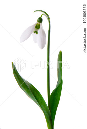 Snowdrop flowers isolated on white background. Beautiful spring flowers. Snowdrop flowers isolated on white background. Beautiful spring flowers. 101606286