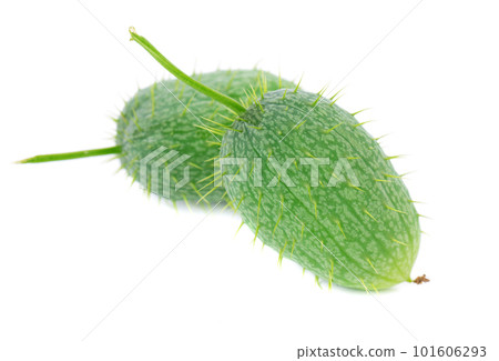 Ecballium isolated on white background. Ecballium elaterium or wild cucumber pods. Ecballium isolated on white background. Ecballium elaterium or wild cucumber pods. 101606293