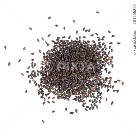 Basil seeds isolated on white background. Ocimum basilicum. Top view. 101606296