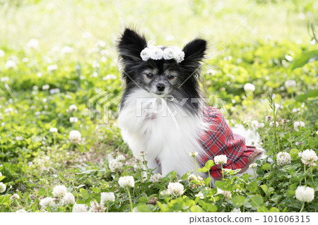 Papillon smiling with a flower crown in the green area where white tufted grass blooms Papillon smiling with a flower crown in the green area where white tufted grass blooms 101606315