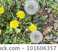 有蒲公英絨毛的春天庭院 101606357