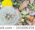 蒲公英絨毛上有水滴的蒲公英 101606358