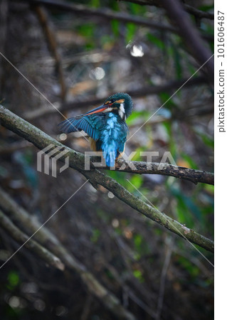 梳理美麗野鳥的翅膀，就像在翠鳥水邊發現的寶石 101606487