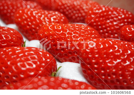 Strawberry strawberry strawberry 101606568