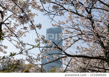 透過粉色櫻花看到的阿倍野Harukas（2023年4月1日） 101606680