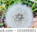 蓬鬆的蒲公英絨毛 101606801