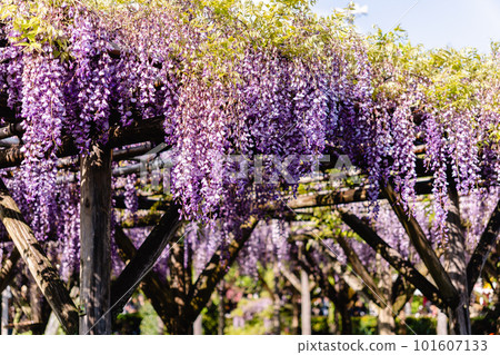 Wisteria flowers  Wisteria flowers 101607133