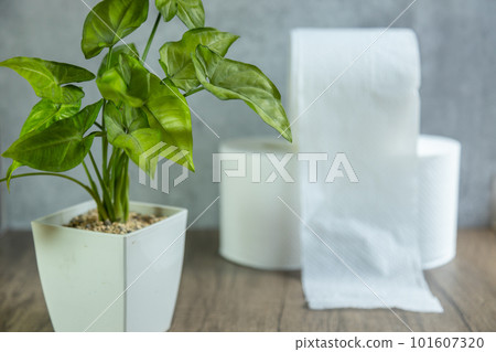 Stacked toilet paper and foliage plants Stacked toilet paper and foliage plants 101607320