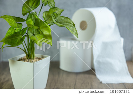 Stacked toilet paper and foliage plants 101607321