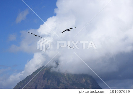 飛越北硫磺島的海鳥 101607629