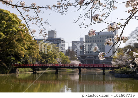 櫻花盛開的天王寺公園河床池和茶臼山古墳(2023 年 4 月 1 日拍攝) 櫻花盛開的天王寺公園河床池和茶臼山古墳(2023 年 4 月 1 日拍攝) 101607739