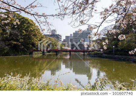 櫻花盛開的天王寺公園河床池和茶臼山古墳(2023 年 4 月 1 日拍攝) 櫻花盛開的天王寺公園河床池和茶臼山古墳(2023 年 4 月 1 日拍攝) 101607740