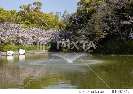 Fountain at Kasokoike in Tennoji Park with cherry blossoms (taken on April 1, 2023) Fountain at Kasokoike in Tennoji Park with cherry blossoms (taken on April 1, 2023) 101607742