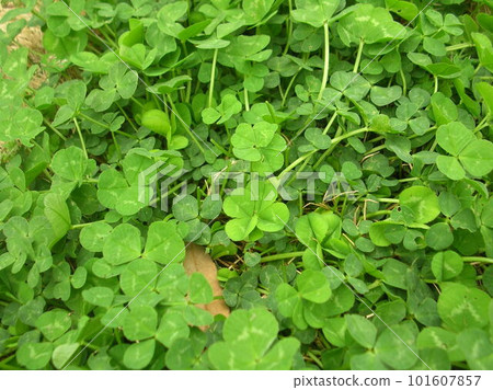 six leaf clover six leaf clover 101607857
