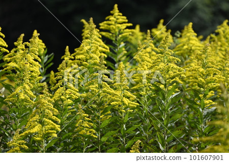 Yellow flower of Seiitakahawadanchi Saw Yellow flower of Seiitakahawadanchi Saw 101607901