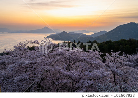 從開山公園看到的日出和櫻花 從開山公園看到的日出和櫻花 101607928