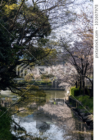 櫻花盛開的天王寺公園河造池(2023 年 4 月 1 日拍攝) 櫻花盛開的天王寺公園河造池(2023 年 4 月 1 日拍攝) 101607978