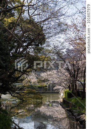 Kawazoko Pond in Tennoji Park with cherry blossoms (taken on April 1, 2023) Kawazoko Pond in Tennoji Park with cherry blossoms (taken on April 1, 2023) 101607979