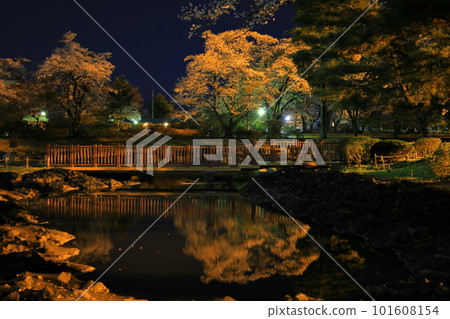 栃木縣矢板市長峰公園的櫻花 101608154