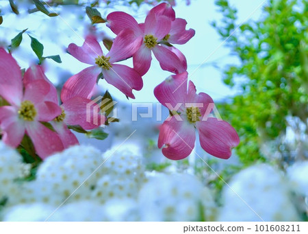 春天的花園。美國山茱萸和 Kodemari。 春天的花園。美國山茱萸和 Kodemari。 101608211
