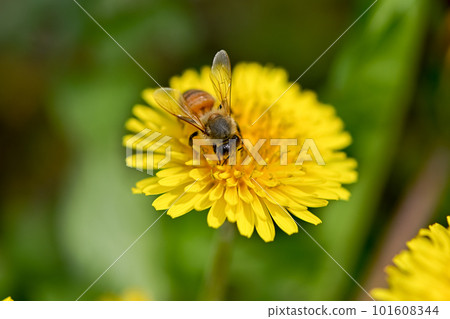 A bee perched on a dandelion A bee perched on a dandelion 101608344