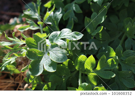 Children of Nagami Poppy I met in spring 101608352