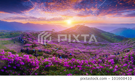 Morning and spring view of pink azalea flowers at Hwangmaesan Mountain with the background of sunlight and foggy mountain range near Hapcheon-gun, South Korea Morning and spring view of pink azalea flowers at Hwangmaesan Mountain with the background of sunlight and foggy mountain range near Hapcheon-gun, South Korea 101608410