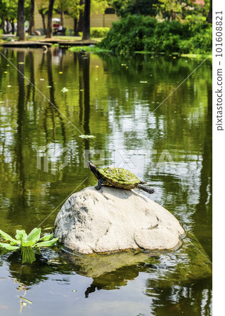 Close-up of a turtle on the stone at Dadong Wetlands Park in Kaohsiung, Taiwan. Close-up of a turtle on the stone at Dadong Wetlands Park in Kaohsiung, Taiwan. 101608821