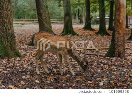 Female Red deer stag in Lush green fairytale growth concept foggy forest landscape image 101609268