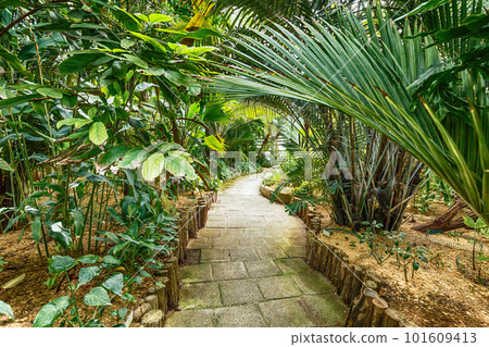 Exotic plants 101609413