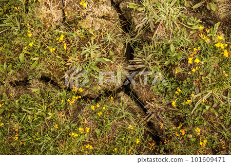 Cracked earth Cracked earth 101609471