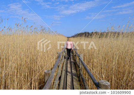 Reed trail in Kaniera lake. Beautiful scenery with a wooden boardwalk for pedestrians. Early spring in Latvia. A woman walks along a wooden tourist path Reed trail in Kaniera lake. Beautiful scenery with a wooden boardwalk for pedestrians. Early spring in Latvia. A woman walks along a wooden tourist path 101609900