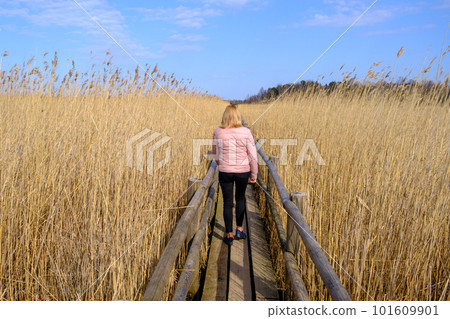 Reed trail in Kaniera lake. Beautiful scenery with a wooden boardwalk for pedestrians. Early spring in Latvia. A woman walks along a wooden tourist path Reed trail in Kaniera lake. Beautiful scenery with a wooden boardwalk for pedestrians. Early spring in Latvia. A woman walks along a wooden tourist path 101609901