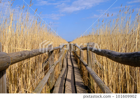 Reed trail in Kaniera lake. Beautiful scenery with a wooden boardwalk for pedestrians. Early spring in Latvia Reed trail in Kaniera lake. Beautiful scenery with a wooden boardwalk for pedestrians. Early spring in Latvia 101609902