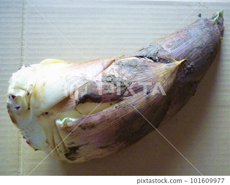Bamboo shoots from Ouma Bamboo shoots from Ouma 101609977