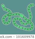 Cyanobacteria: Anabaena or Dolichospermum 101609978