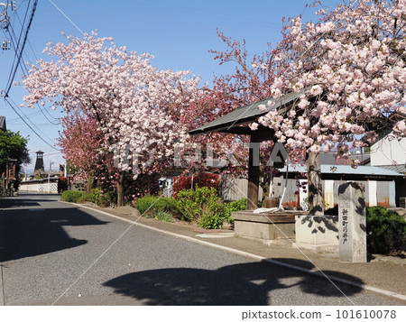 Yaezakura and Shiroijuku Yaezakura and Shiroijuku 101610078