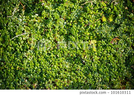 Nature background 101610311