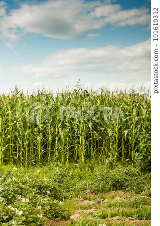 Green maize field Green maize field 101610312