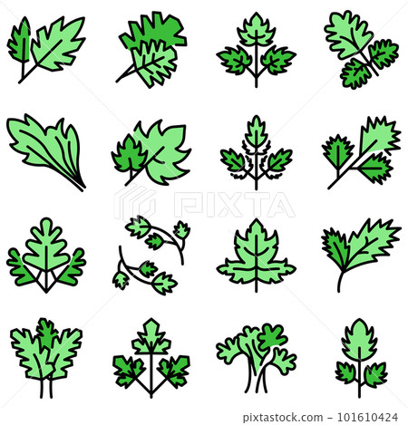 Parsley icons set. Outline set of parsley vector icons thin line color flat on white 101610424