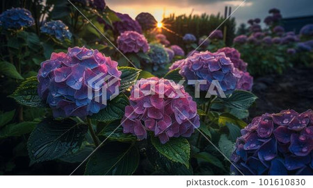 Hydrangea wet in the rain bathing in the setting sun 101610830