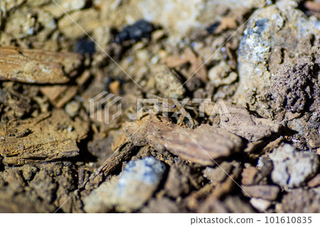Freshwater crab in Anakami Limestone Cave Freshwater crab in Anakami Limestone Cave 101610835