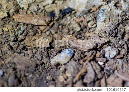 Freshwater crab in Anakami Limestone Cave Freshwater crab in Anakami Limestone Cave 101610837