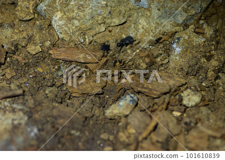 Freshwater crab in Anakami Limestone Cave Freshwater crab in Anakami Limestone Cave 101610839